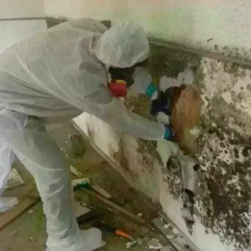 Mold Remediation and Removal in Bristol, CT